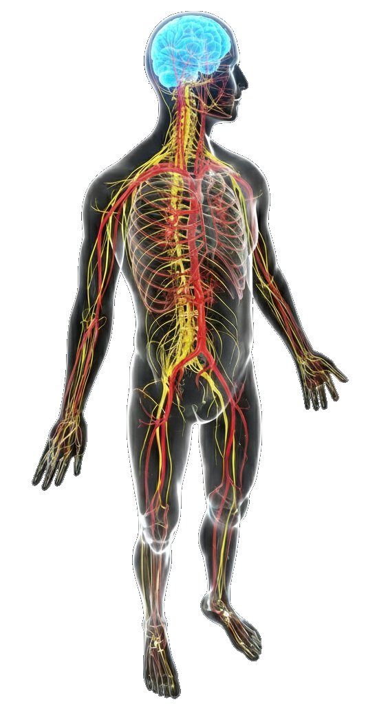 Schéma Corps Humain